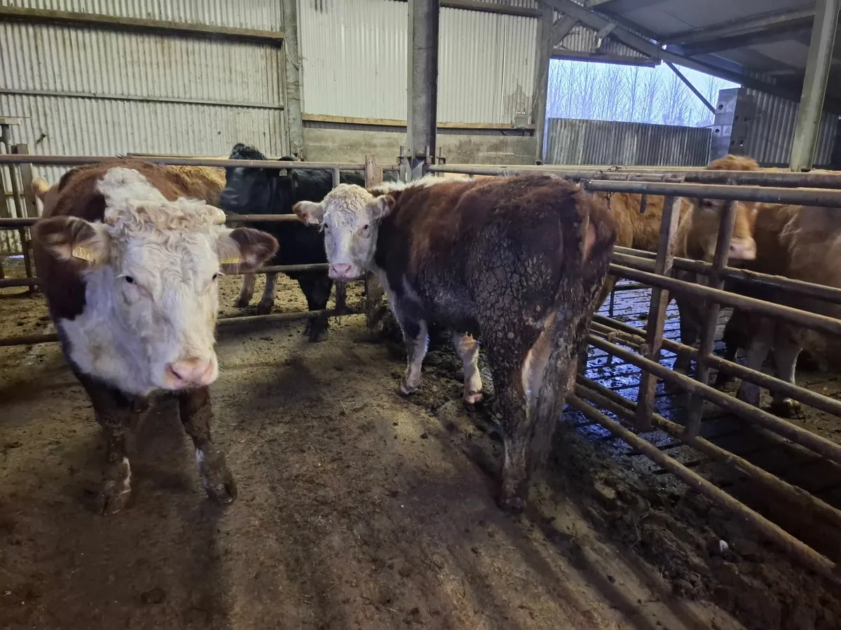 BULLING HEIFHERS - Image 4