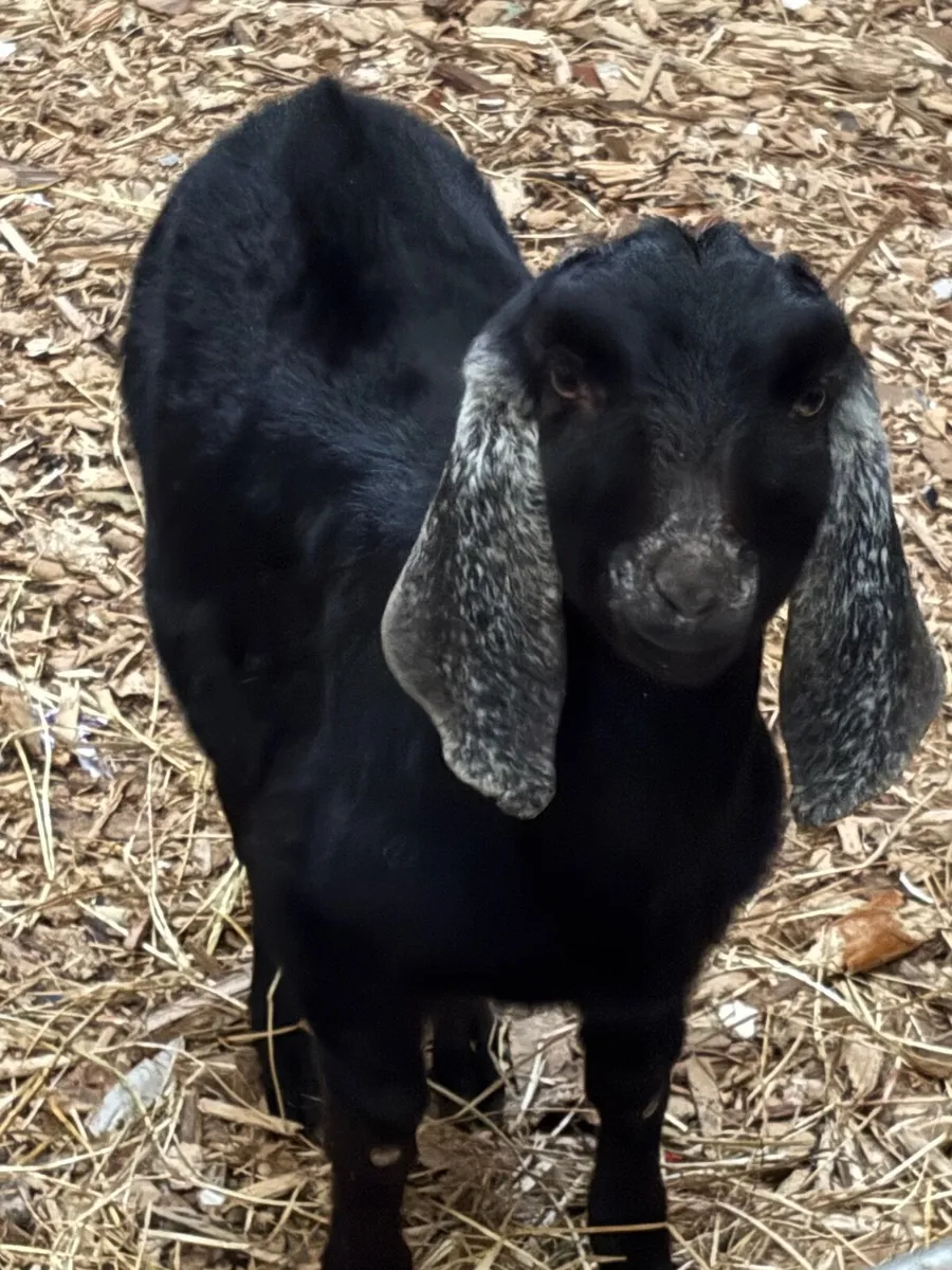 Anglo-Nubian Goat - Image 1