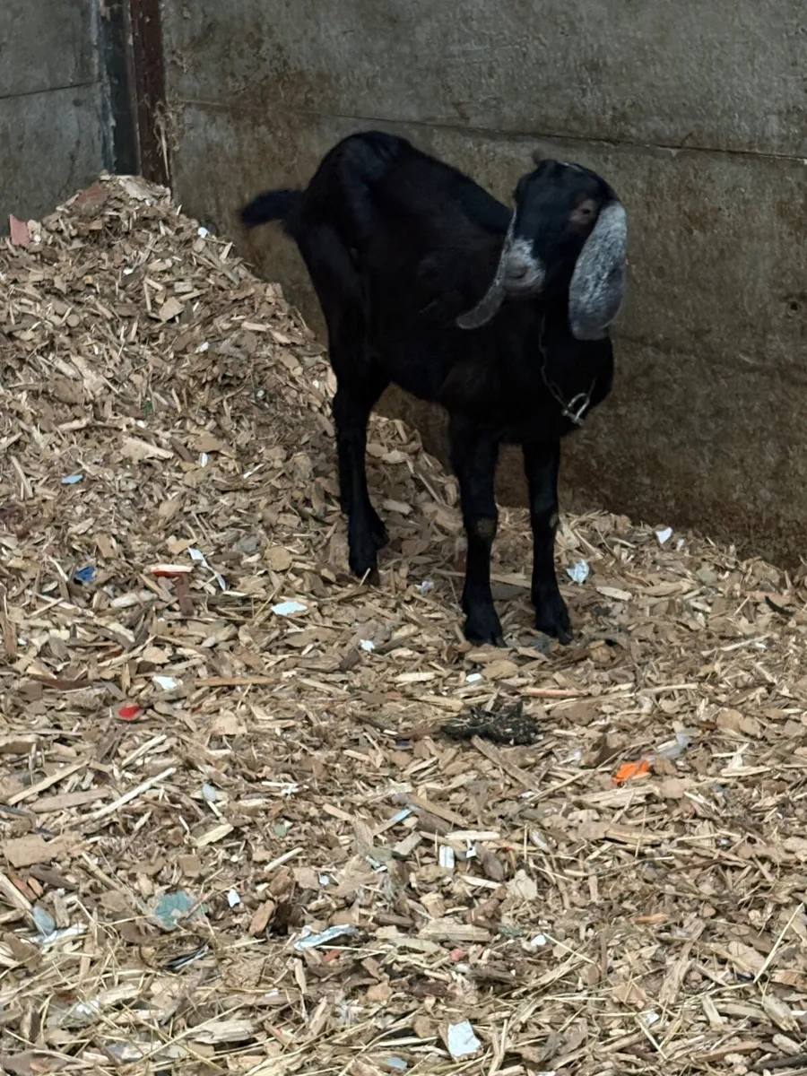 Anglo-Nubian Goat - Image 2
