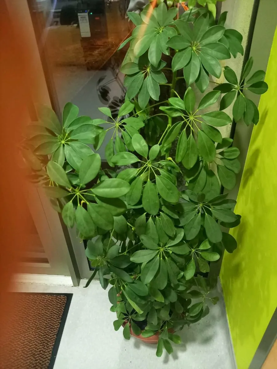 House Plant - Image 1