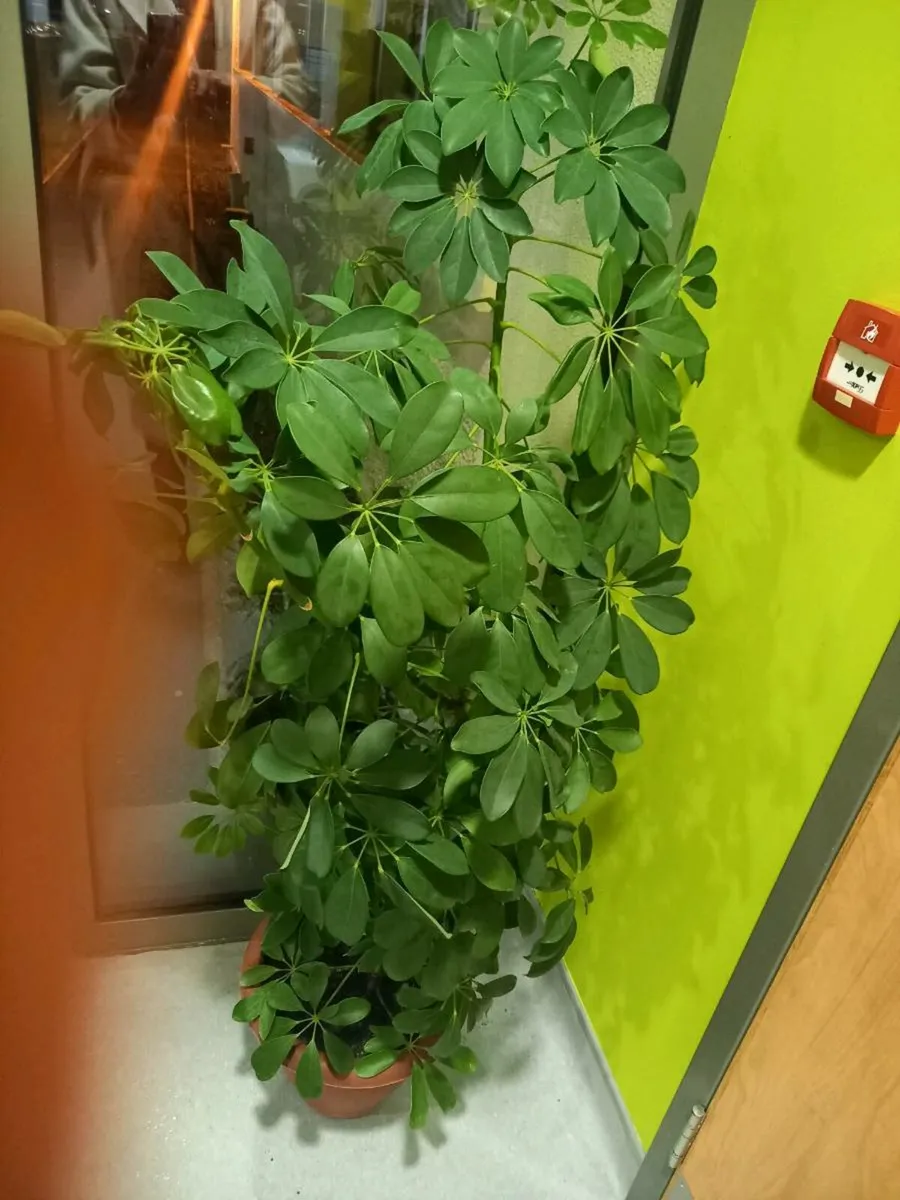 House Plant - Image 3