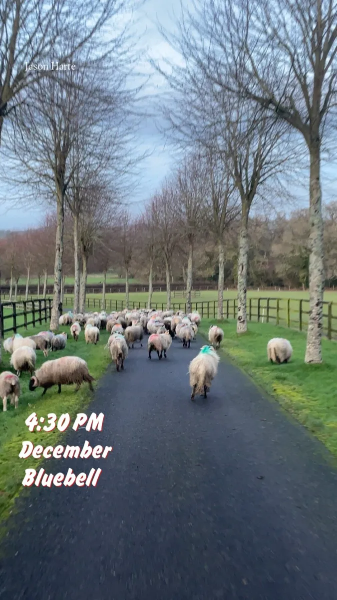 Creep feeders wanted for sheep