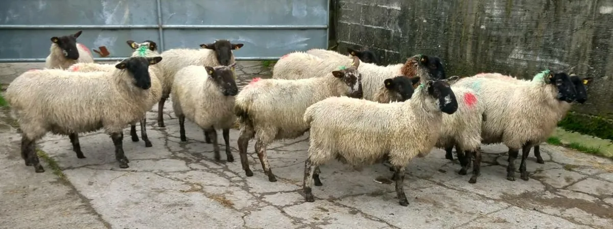 EWE LAMBS - Image 2