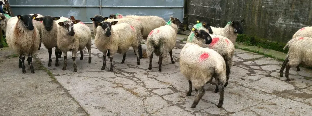 EWE LAMBS - Image 3