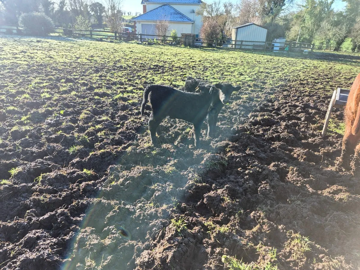 suckler cow and two twin bull calves - Image 1