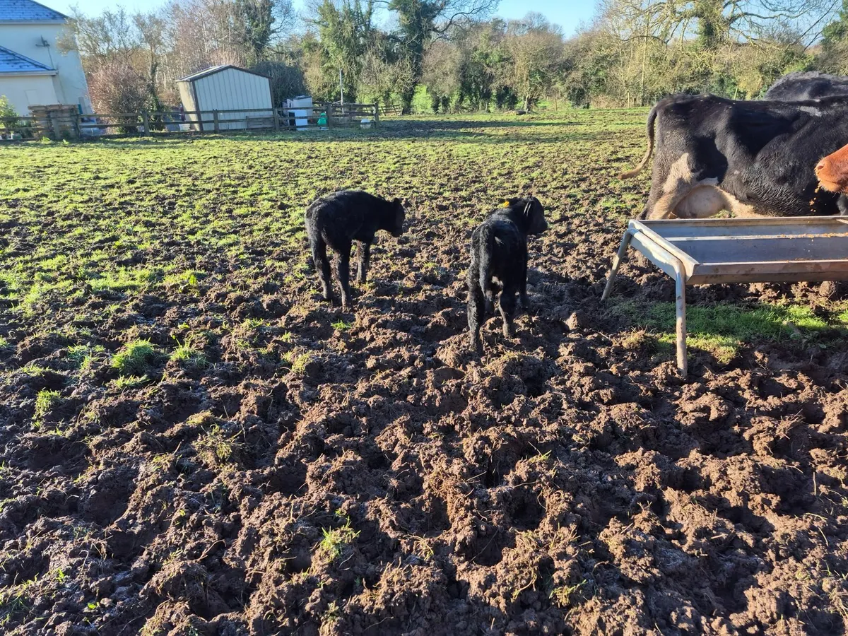 suckler cow and two twin bull calves - Image 2