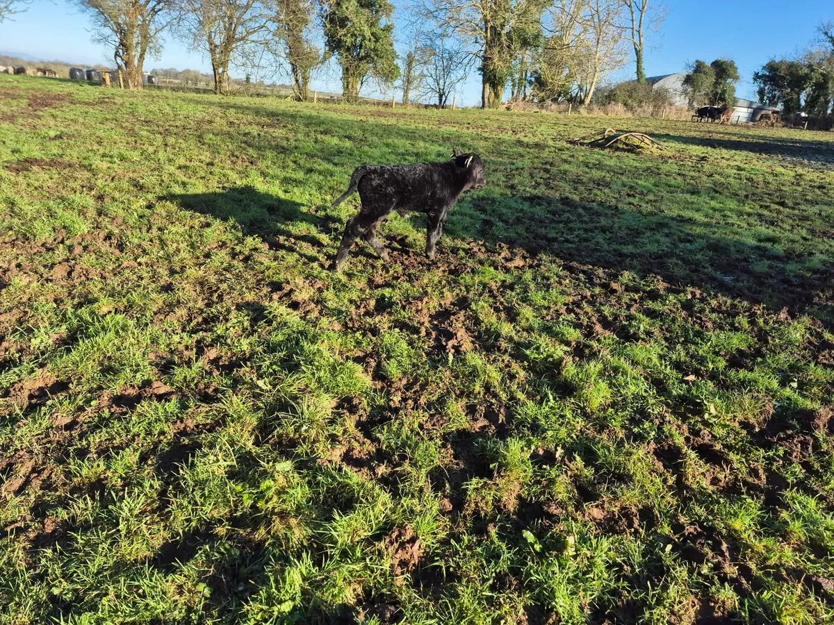 suckler cow and two twin bull calves - Image 3