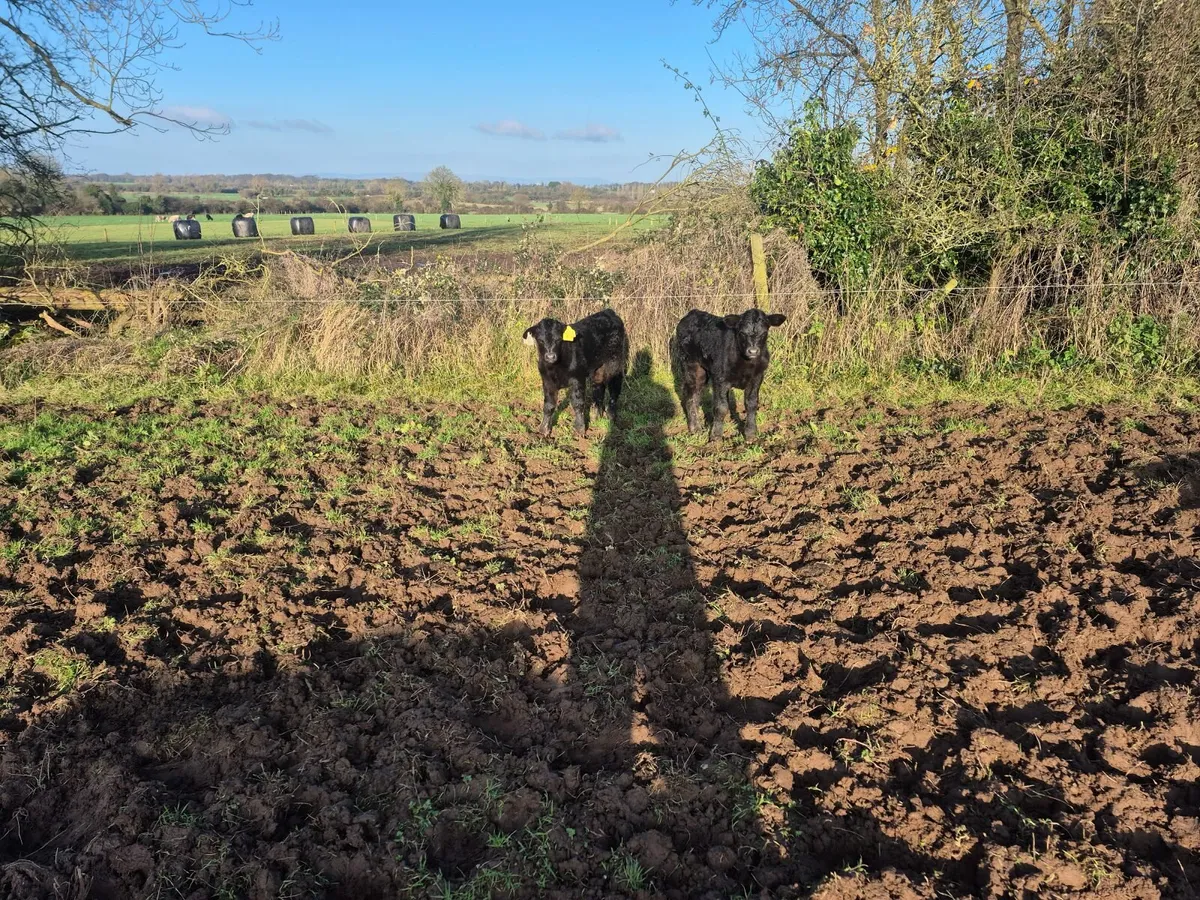 suckler cow and two twin bull calves - Image 4