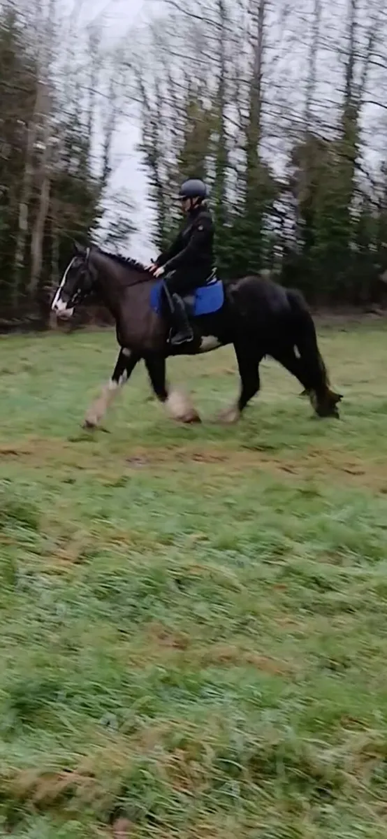 15.2hh gelding rising 4 - Image 2