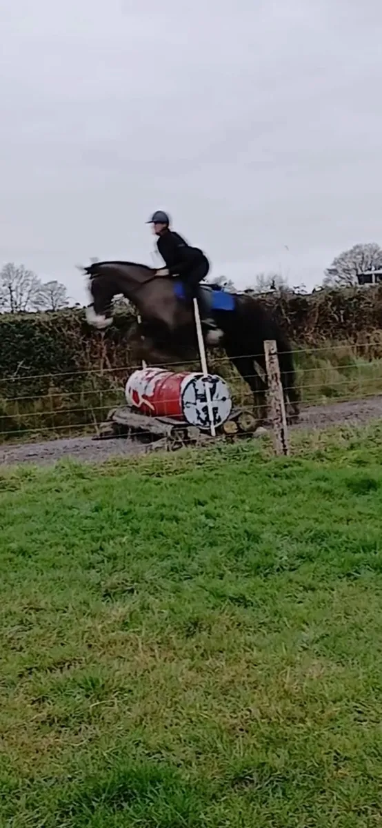 15.2hh gelding rising 4 - Image 3