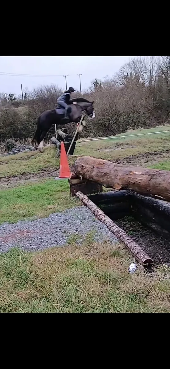 15.2hh gelding rising 4 - Image 4