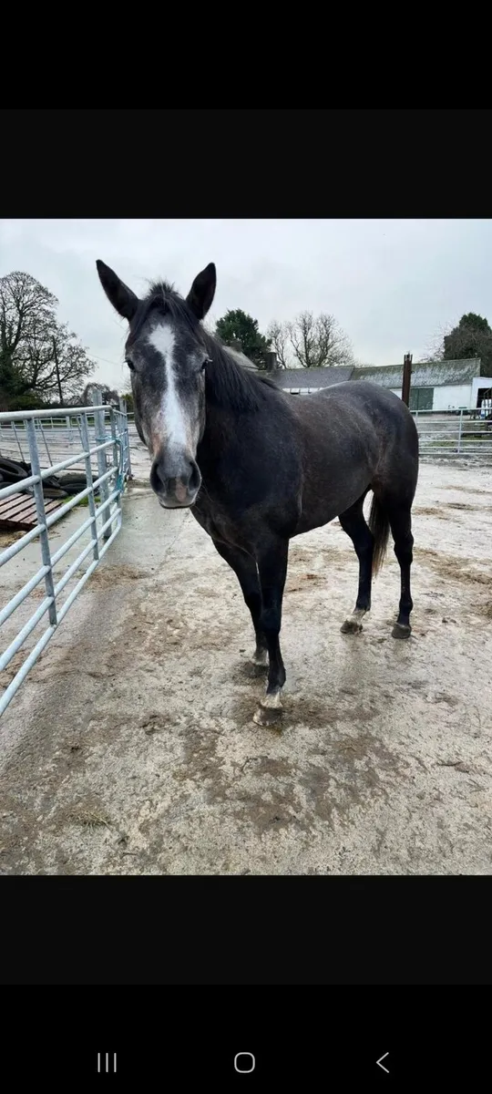 3 T-bred horses - Image 2