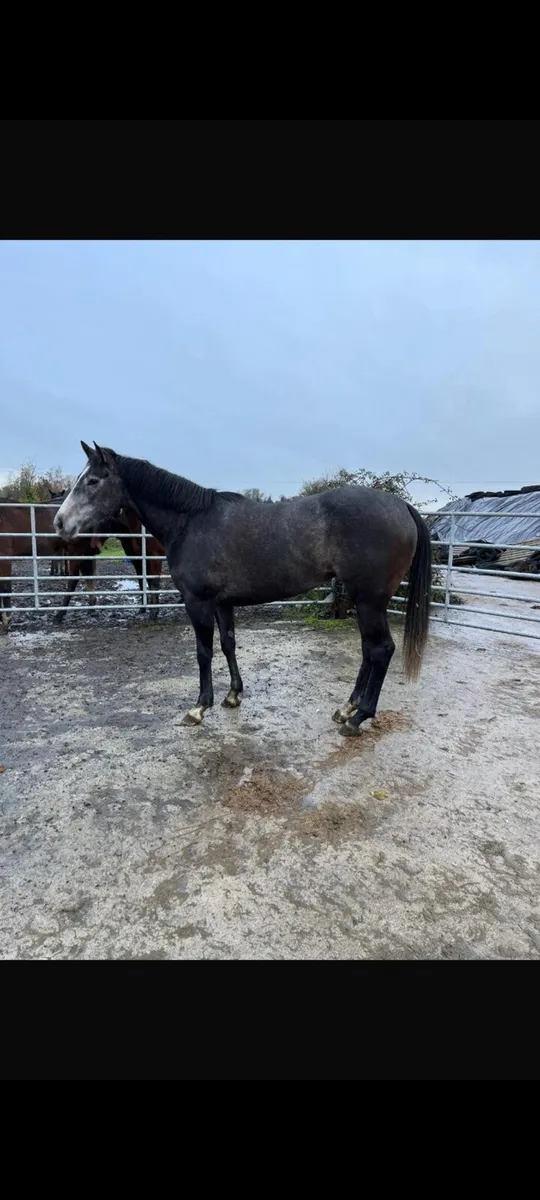 3 T-bred horses - Image 1