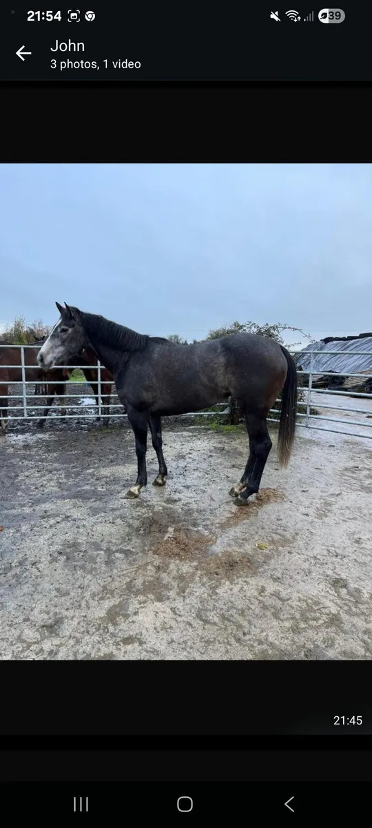 3 T-bred horses - Image 3