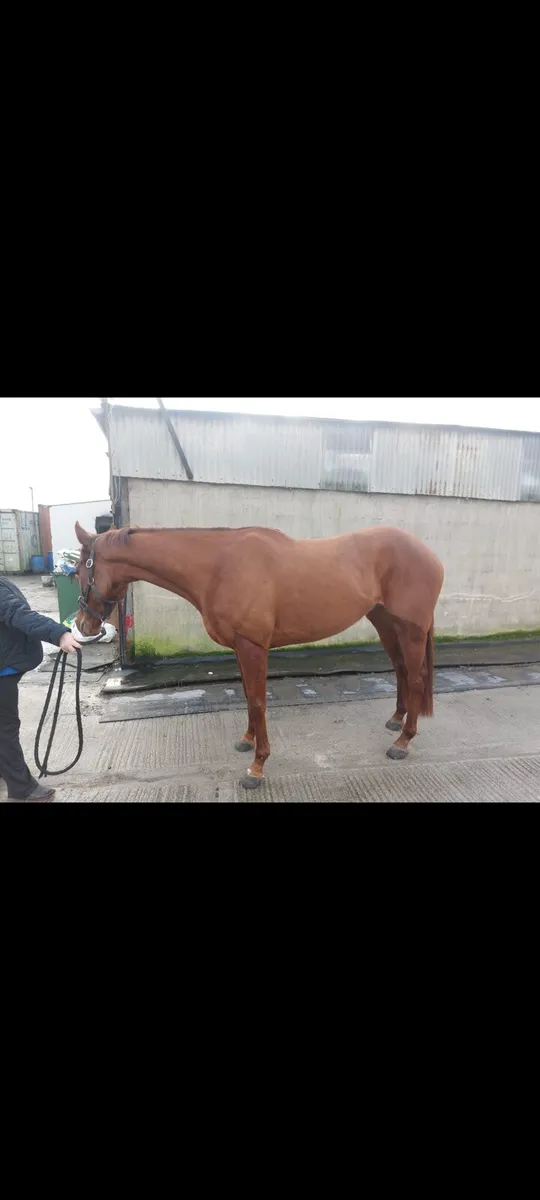 3 T-bred horses - Image 4