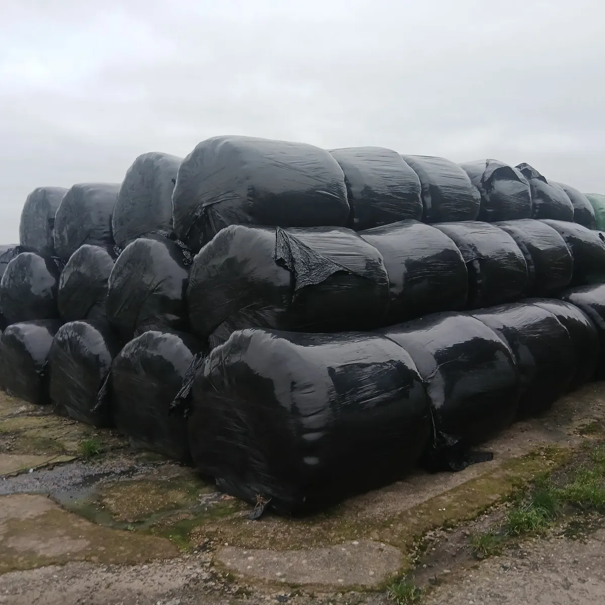 Silage bales. Chopped. - Image 2