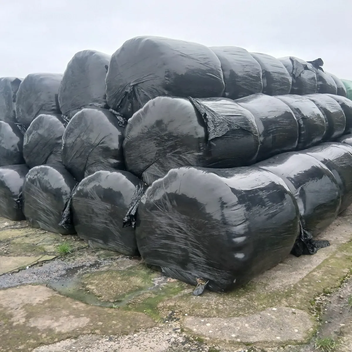 Silage bales. Chopped. - Image 4