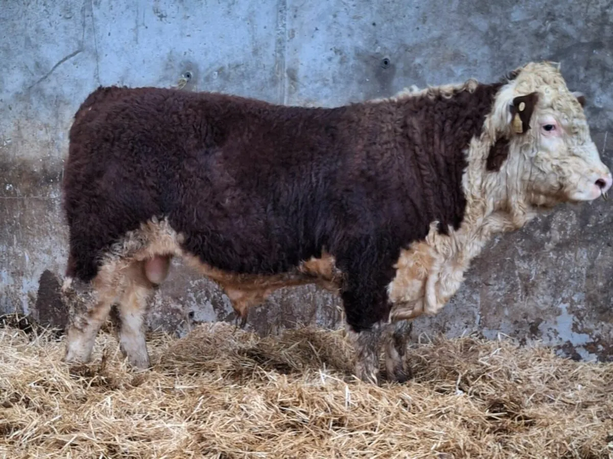 Hereford & Angus Bulls - Image 3
