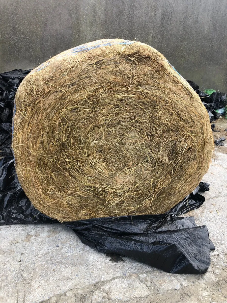 Hay for sale - Image 2