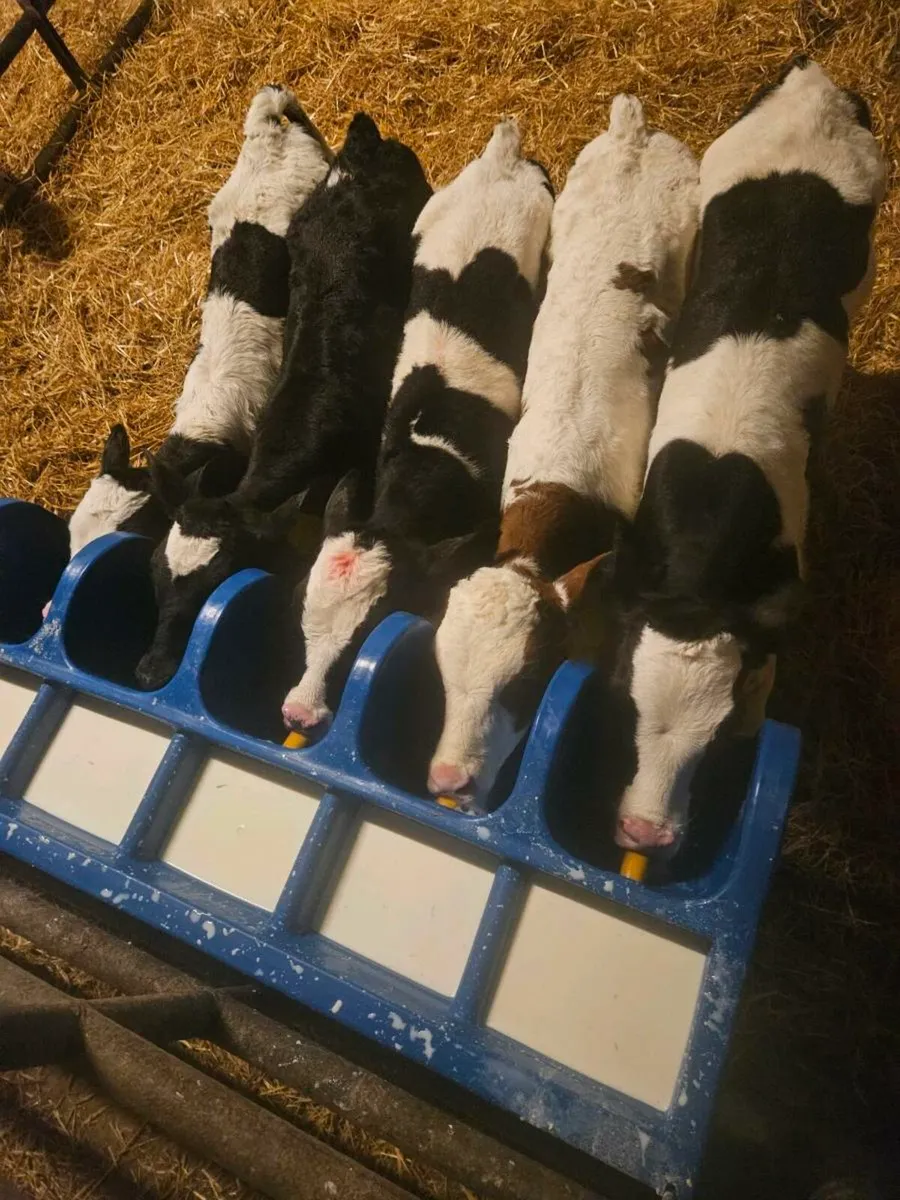 Fr bull calves - Image 1