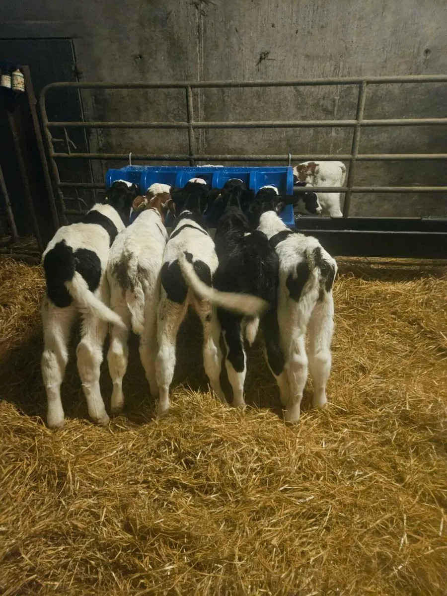 Fr bull calves - Image 2