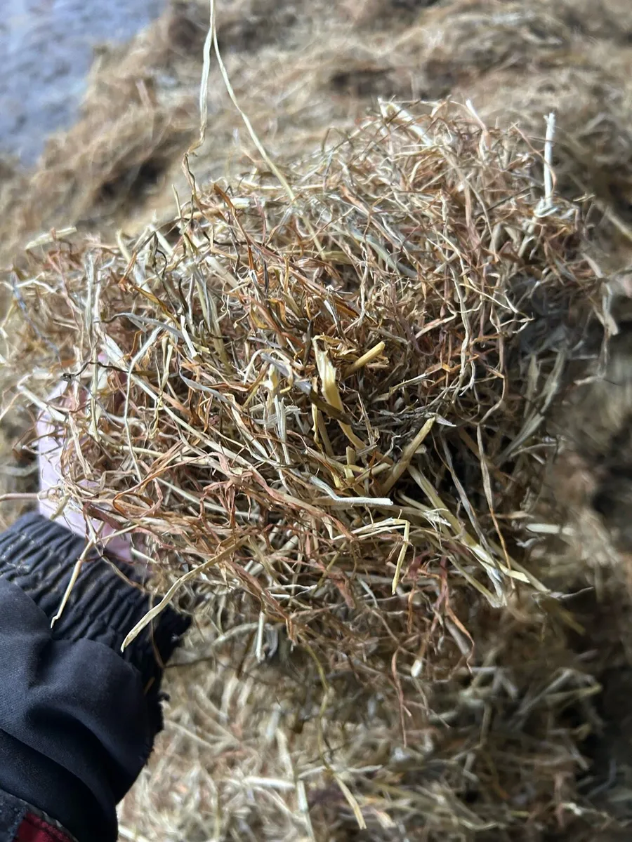 Top quality Haylage and hay (round & square bales) - Image 2