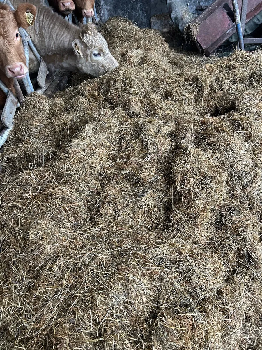 Top quality Haylage and hay (round & square bales) - Image 1
