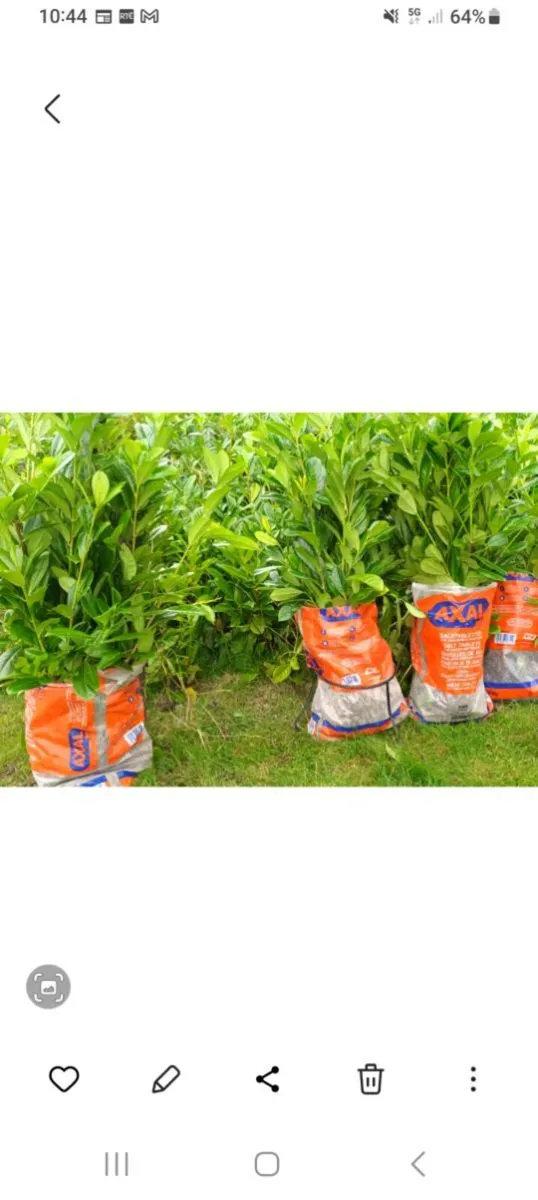 CHEAP GRISELINIA & LAUREL LAURAL HEDGING PLANTS - Image 2