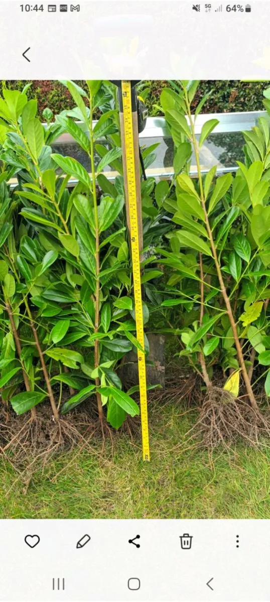 CHEAP GRISELINIA & LAUREL LAURAL HEDGING PLANTS - Image 4