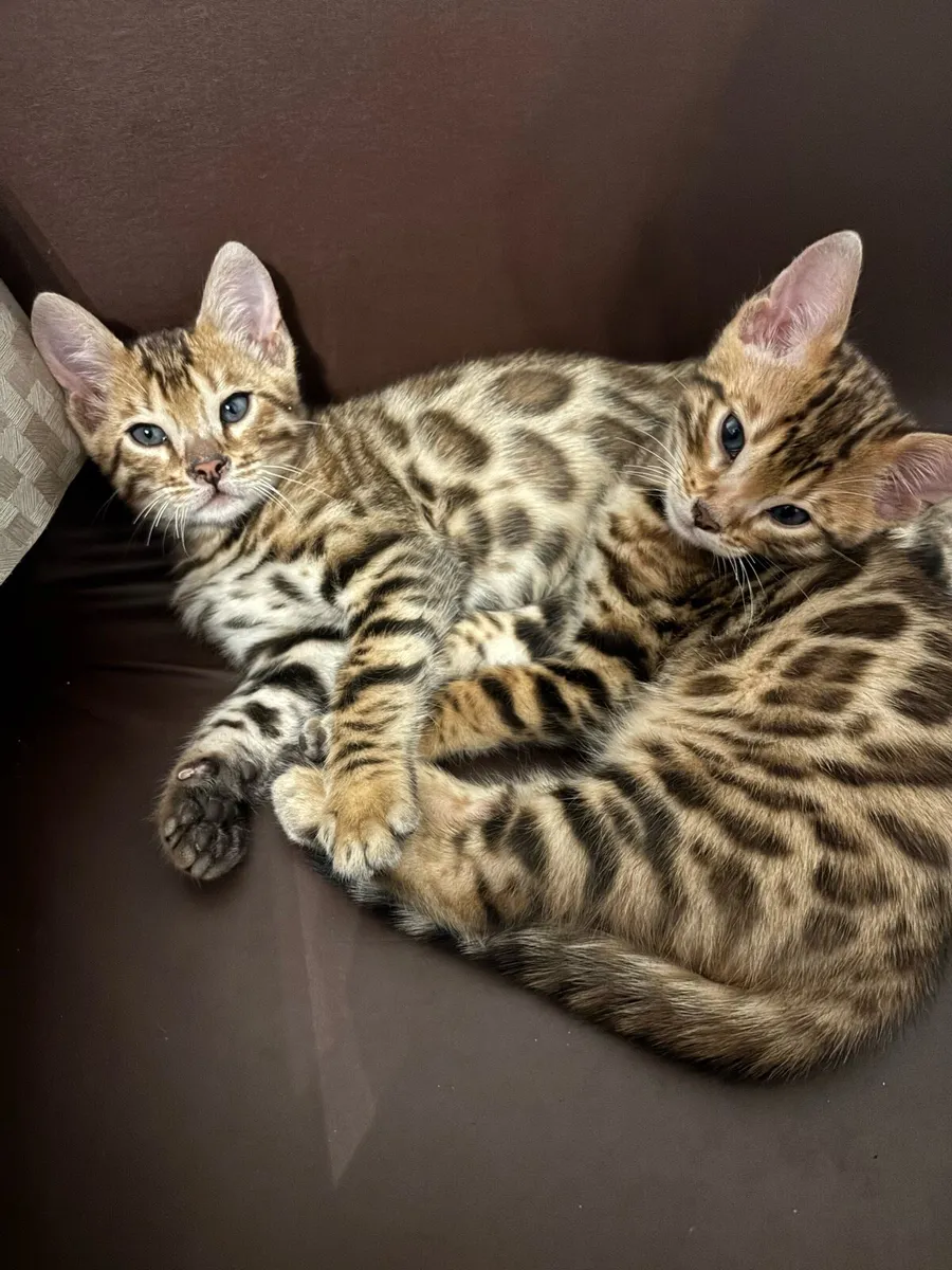 Bengal kittens - Image 2