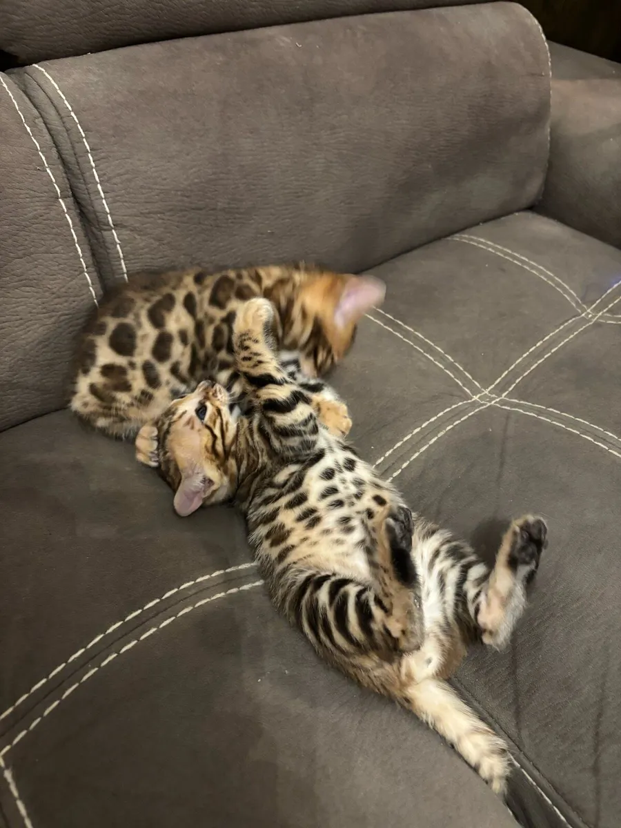 Bengal kittens - Image 3
