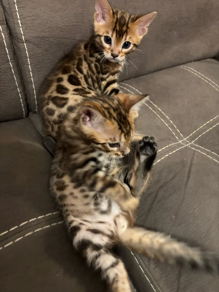 Bengal kittens - Image 4
