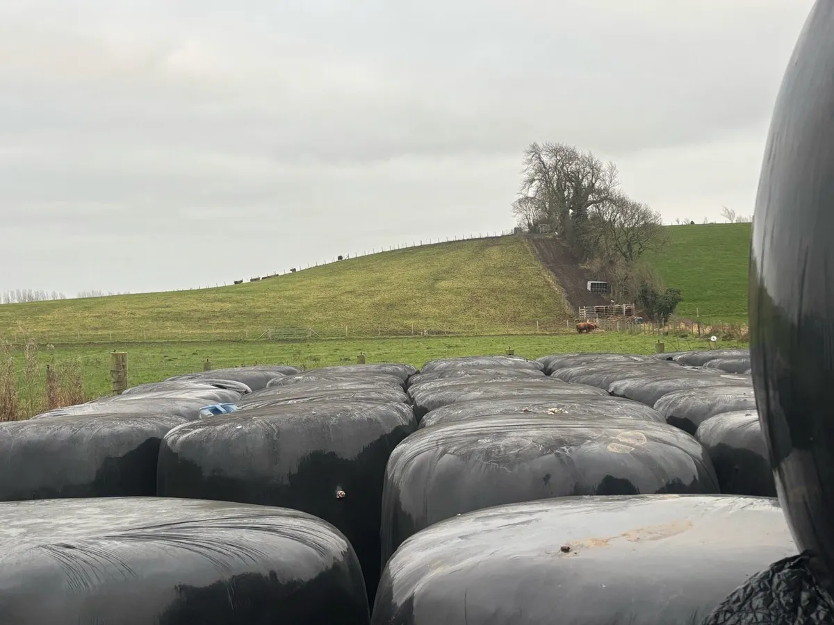 Dry 2024 silage
