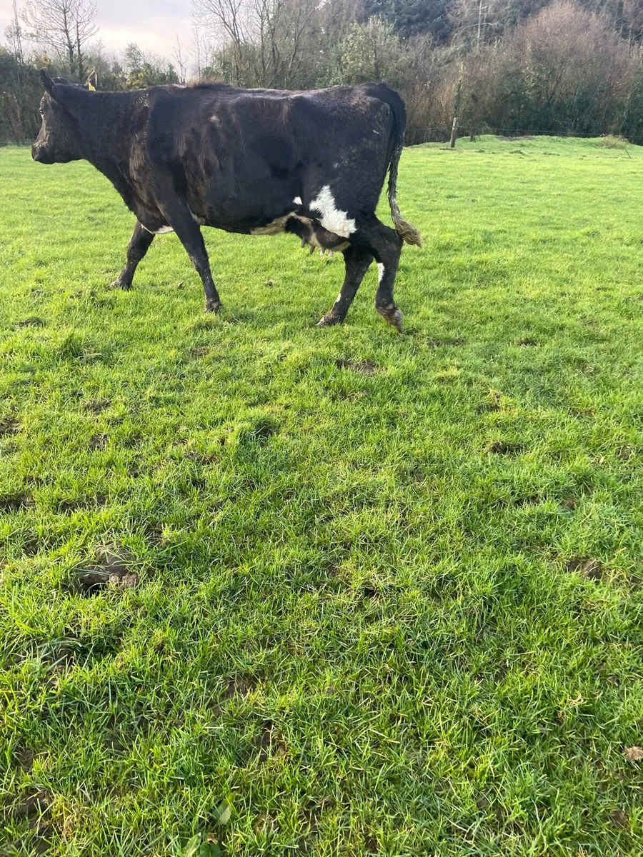 Cow and calf - Image 1