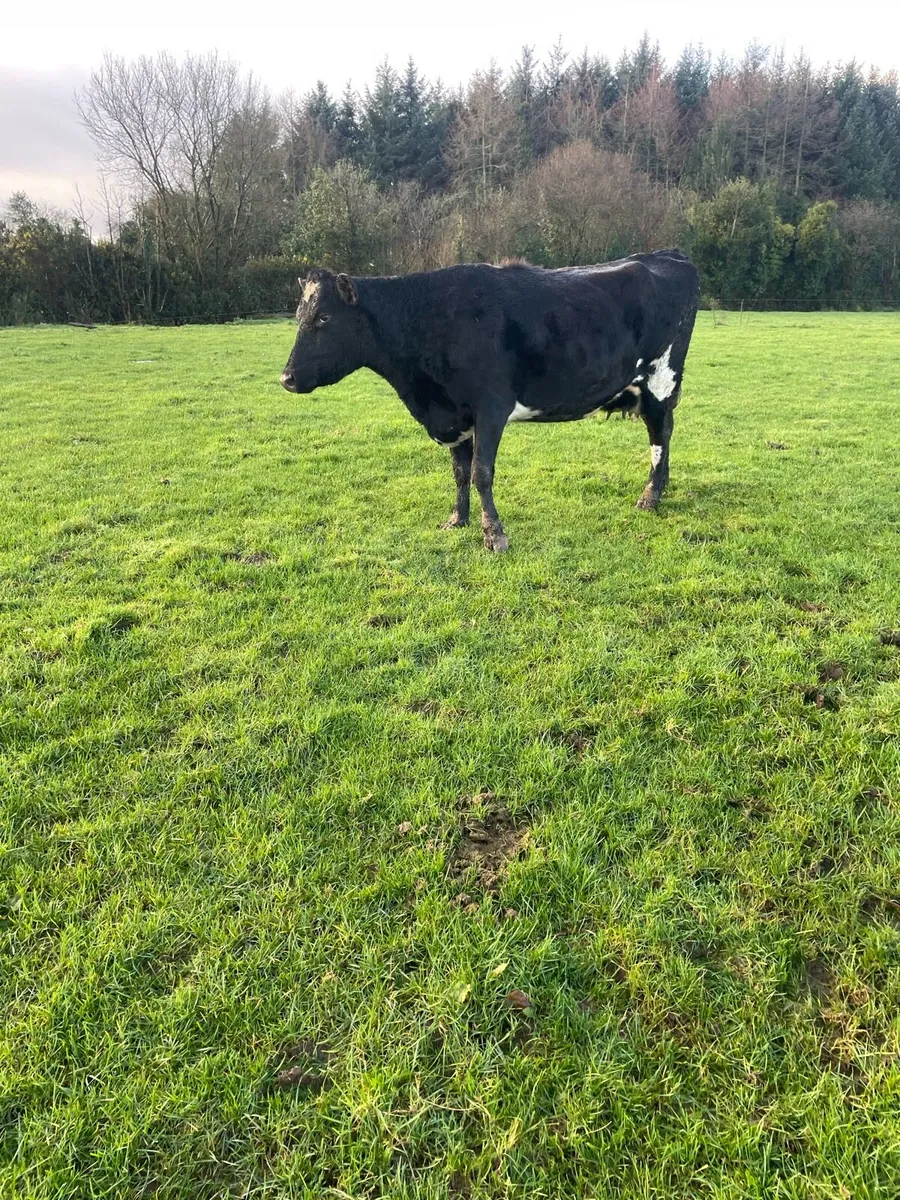 Cow and calf - Image 2