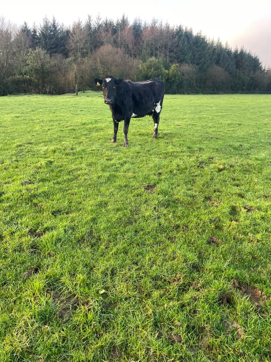 Cow and calf - Image 3