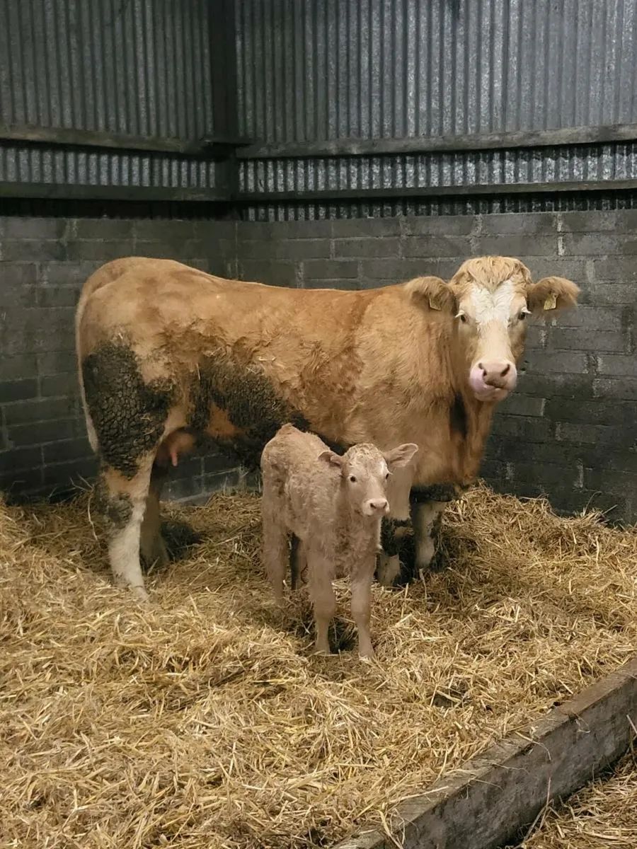 Super first calved heifer - Image 1