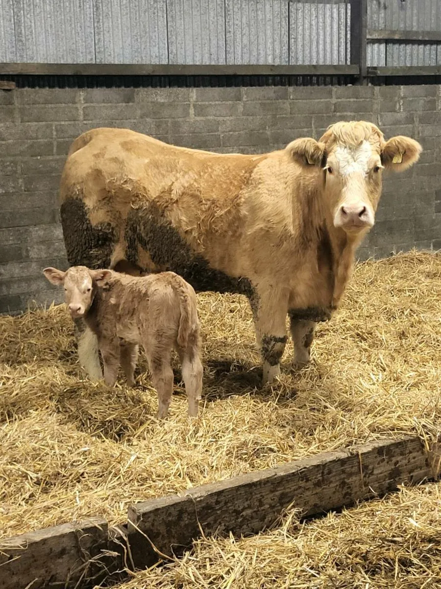 Super first calved heifer - Image 2