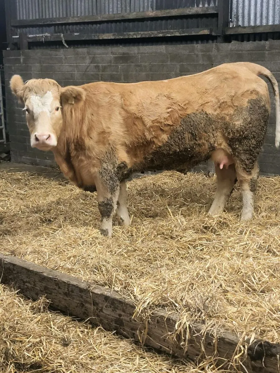 Super first calved heifer - Image 3