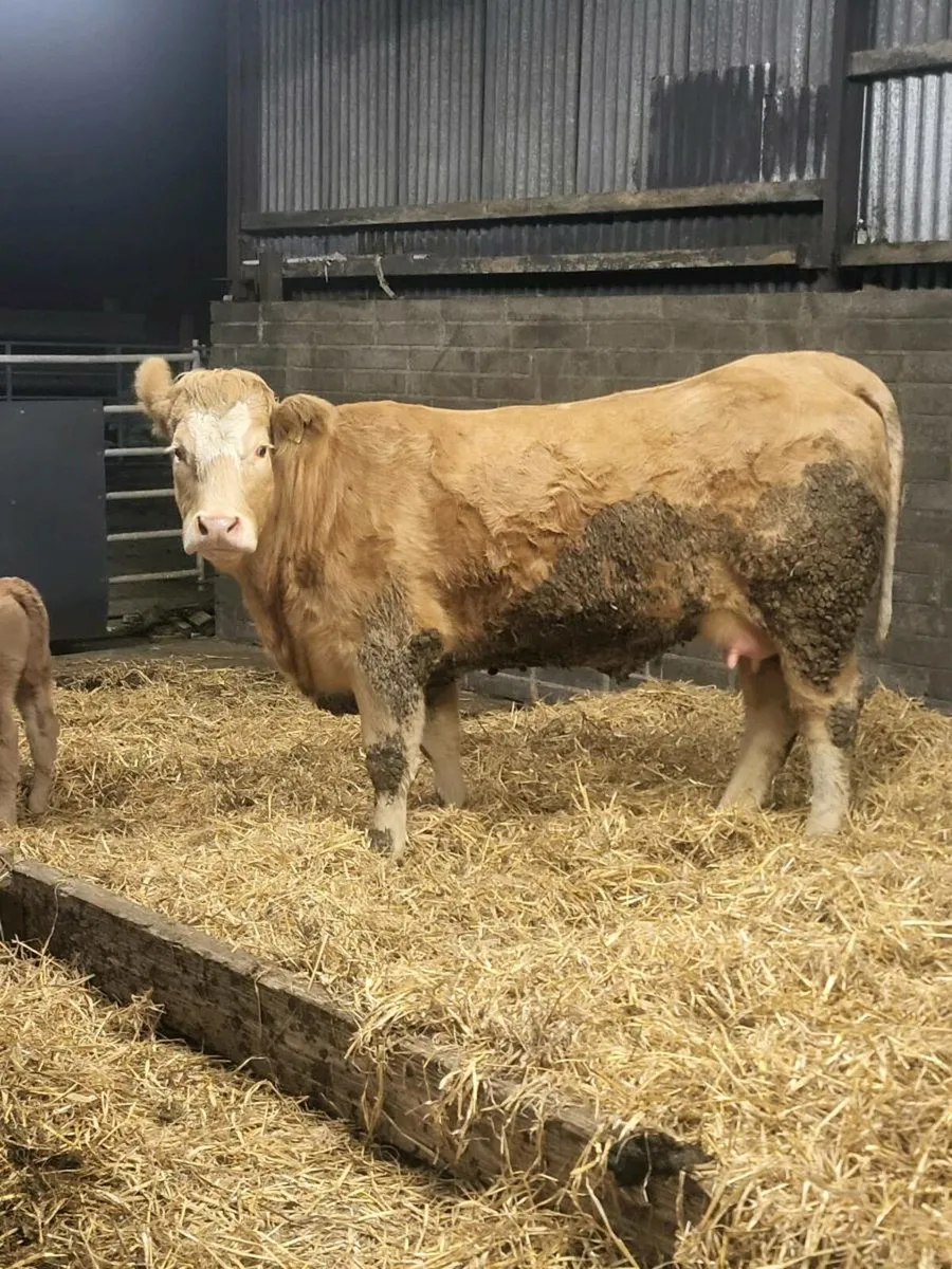 Super first calved heifer - Image 4
