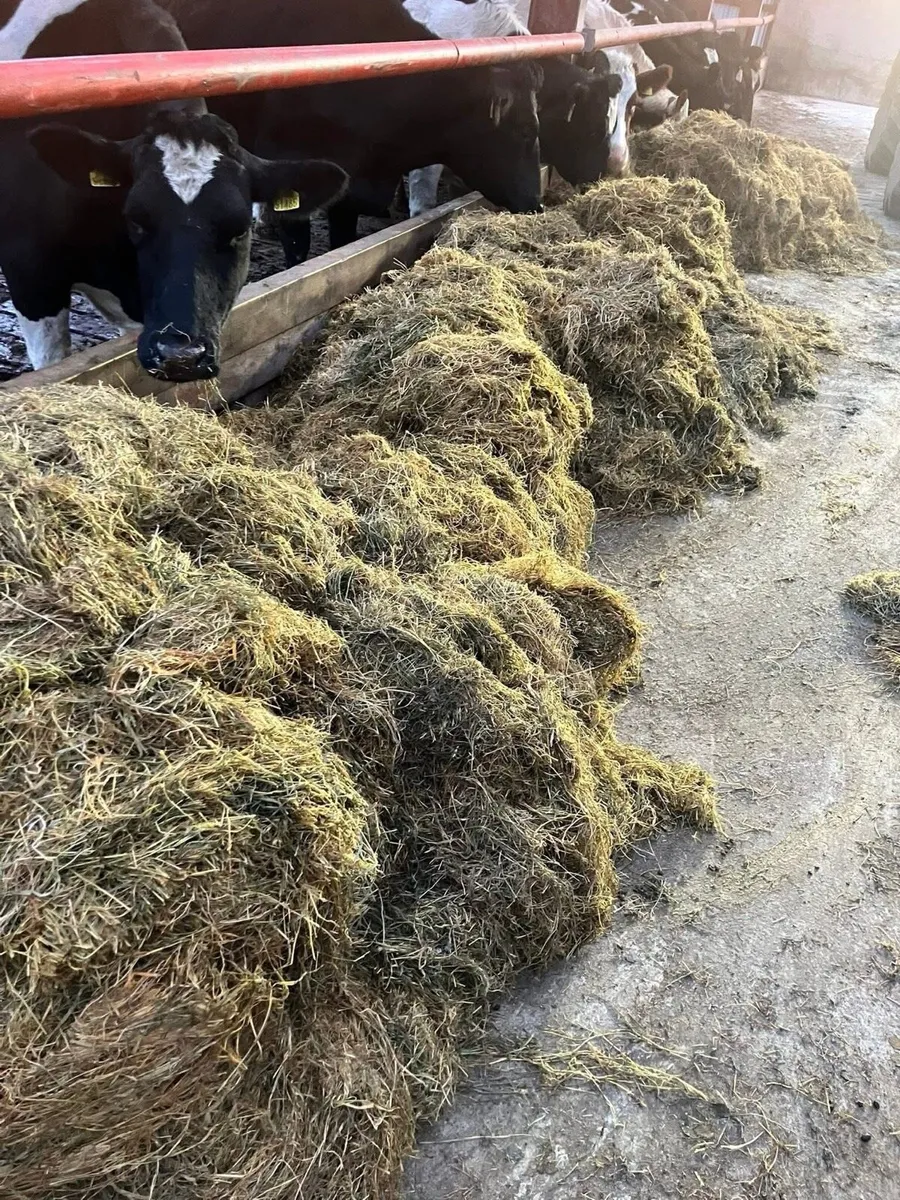 Silage bales - Image 3