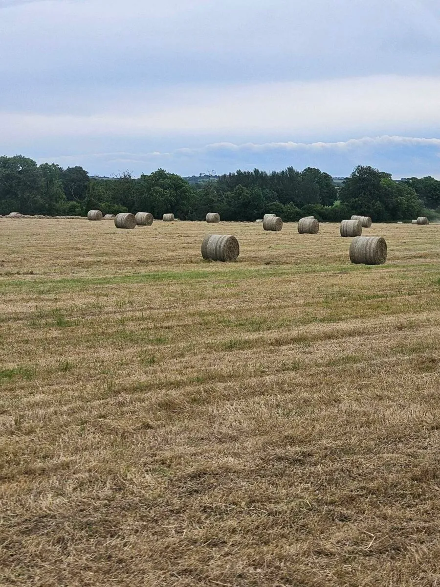 Hay - Image 2