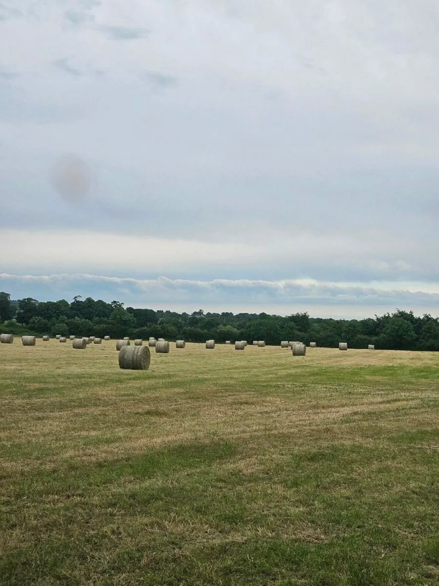 Hay - Image 3
