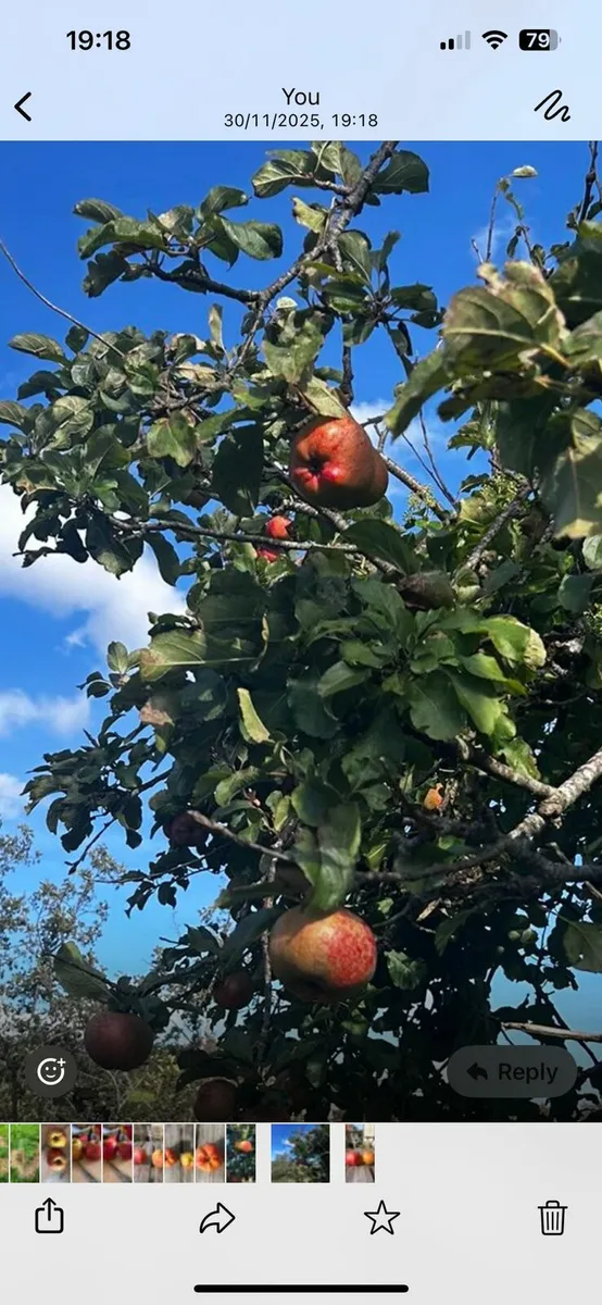Irish Heritage Apple Trees..ACRES APPROVED - Image 1