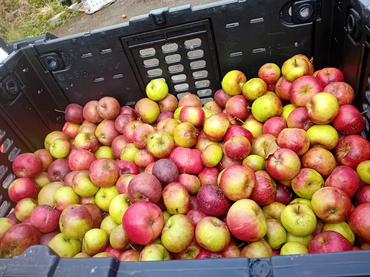 Irish Heritage Apple Trees..ACRES APPROVED - Image 2
