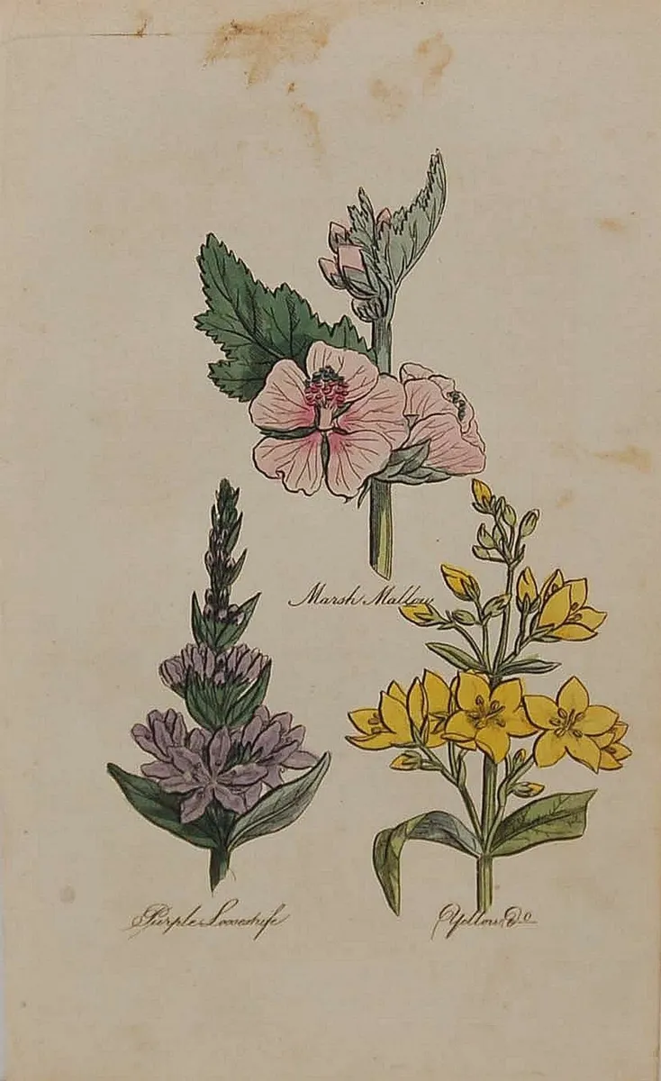 Marsh Mallow 1812 Botanical Print - Image 1