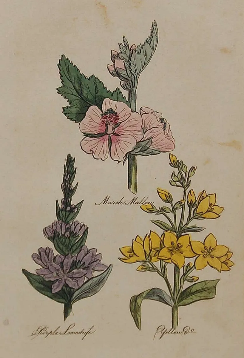 Marsh Mallow 1812 Botanical Print - Image 2