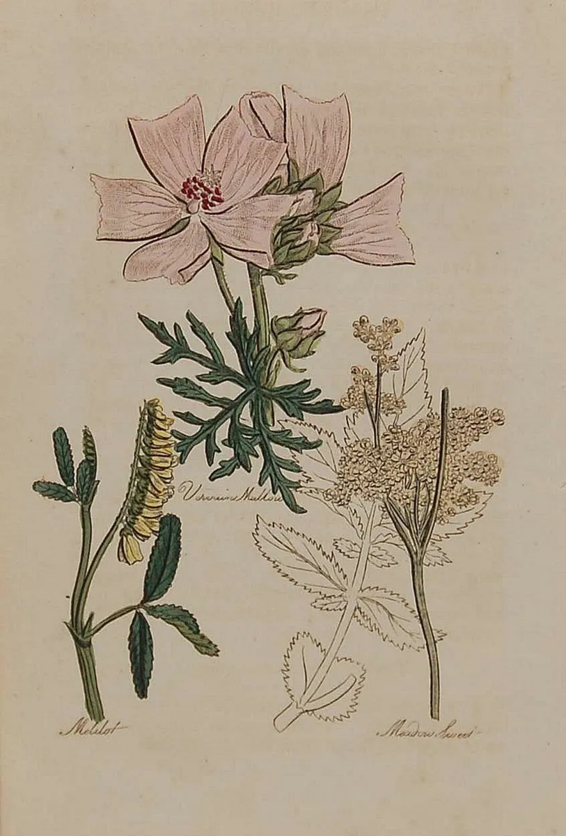 Meadow Sweet 1812 Botanical Print - Image 1