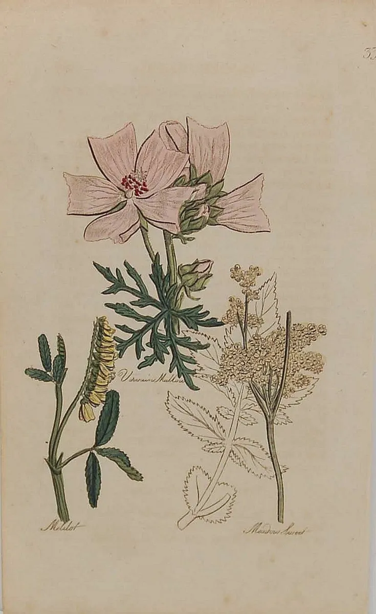 Meadow Sweet 1812 Botanical Print - Image 2