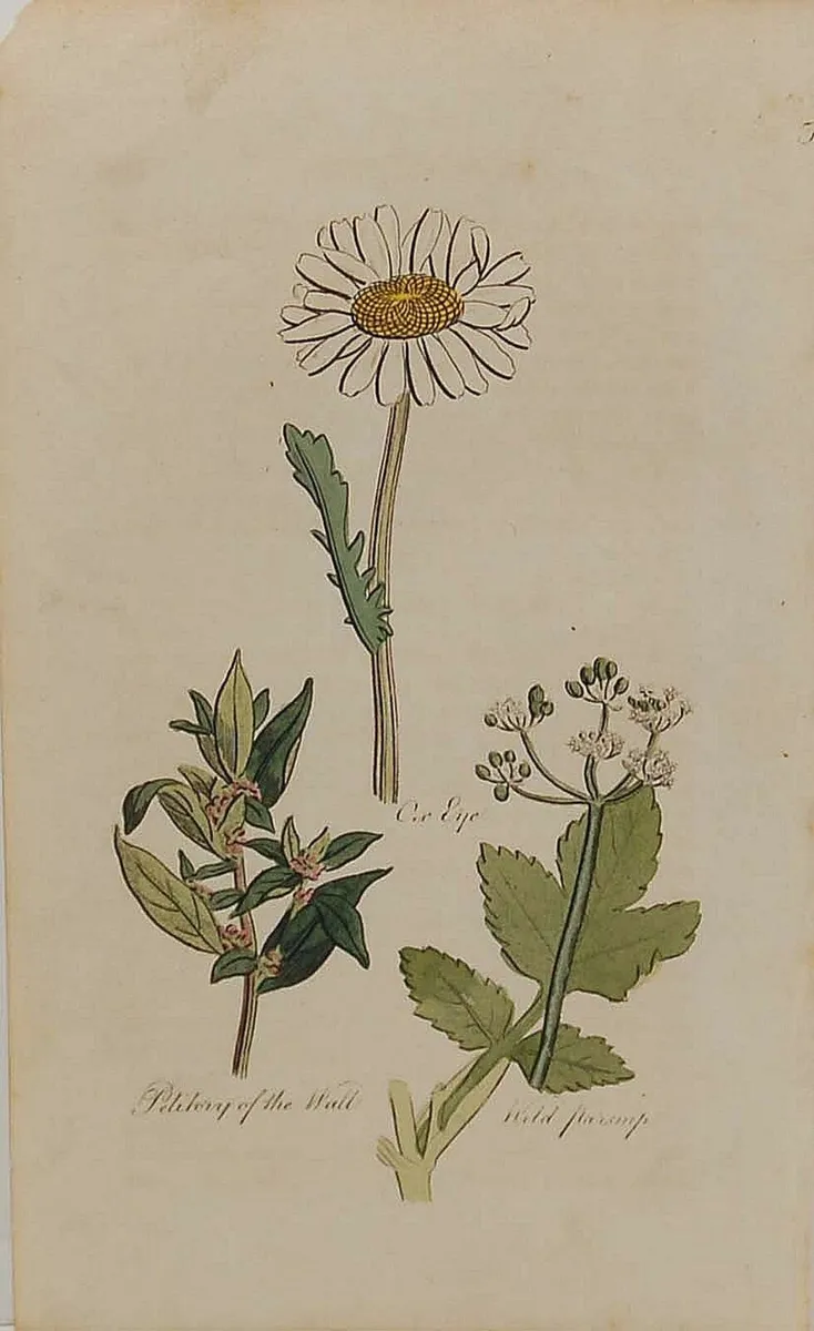Wild Parsnip 1812 Botanical Print - Image 2